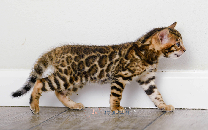 Bengal kitten for sale